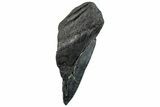 Partial Fossil Megalodon Tooth - South Carolina #296125-1